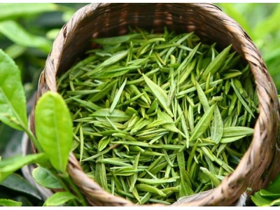 普宁茶叶有哪些品种？